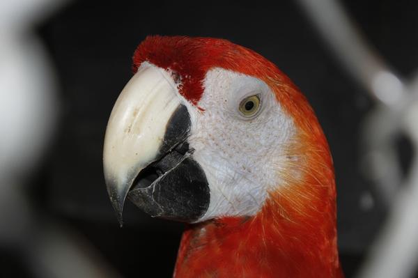 How Often Should You CLEAN Your Parrots Cage?