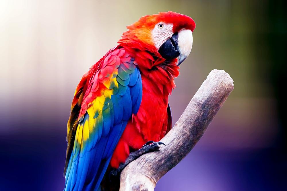 Can Parrots Drink Tea? (Is It REALLY Safe for Them?)