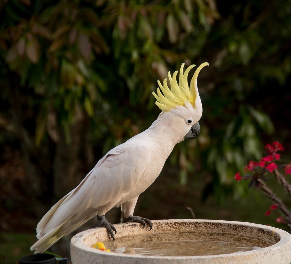 Why Do Cockatoos Have Crests? (Male vs. Female)