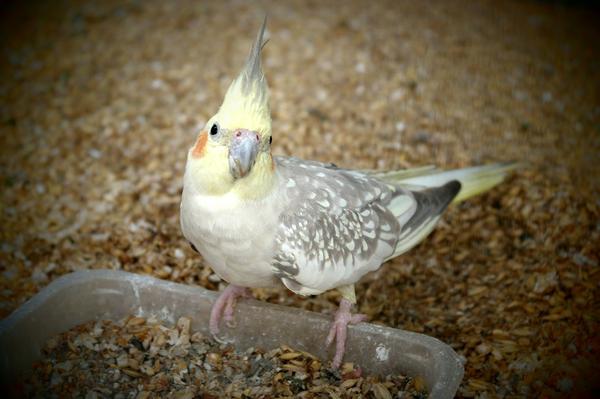 Can Cockatiels Eat Fish? (The Responsible Owners's Guide)