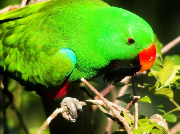 What Are Male Parrots Called? (The Correct Term)