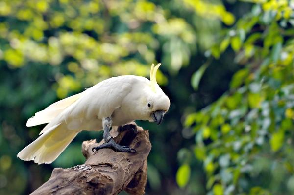 why-do-cockatoos-have-crests-male-vs-female