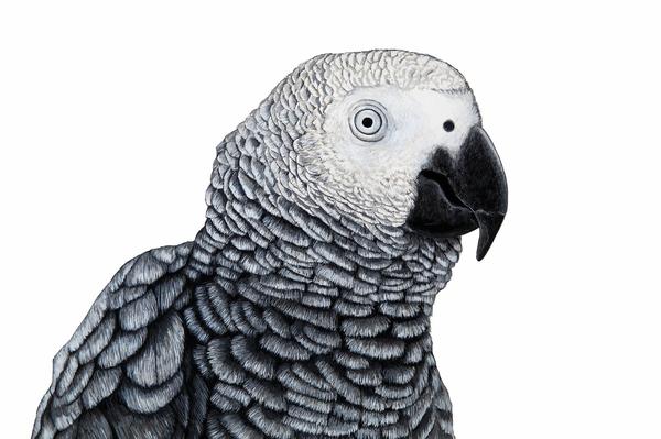 Are African Greys Smart? (Pretty Darn Smarter Than You Think)